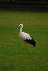 Fototapeta premium Storch