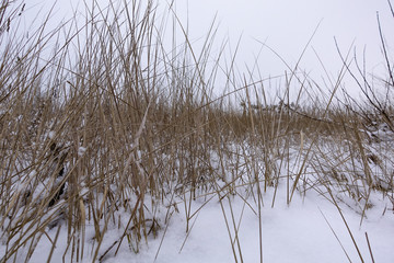 Dry grass thin stems on a snowy field. Background