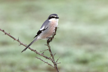 Naklejka premium Southern grey shrike, birds, shrike, Lanius meridionalis