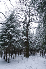 Dry tree in winter in impassable forest. The branches are covered with snow. Scary fairy forest