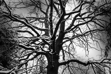 Dry tree in winter in impassable forest. The branches are covered with snow. Scary fairy forest. Monochrome