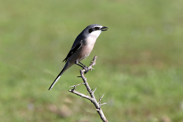 Southern grey shrike, birds, shrike, Lanius meridionalis