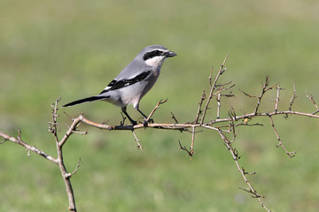 Southern grey shrike, birds, shrike, Lanius meridionalis