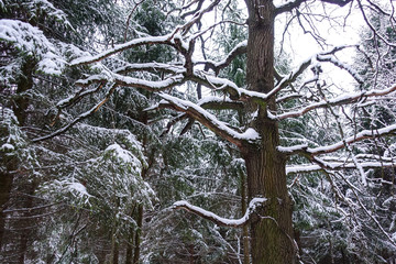Dry tree in winter in impassable forest. The branches are covered with snow. Scary fairy forest
