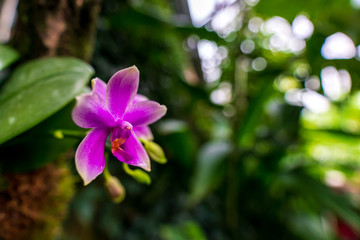 Purple orchid, beautiful blooming flower