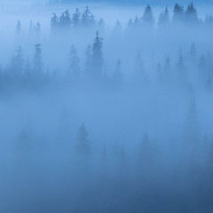 Erstaunlicher nebeliger Tagkiefernhintergrund des Morgens. Silhouette von Kiefern. Geheimnisvolle Landschaft