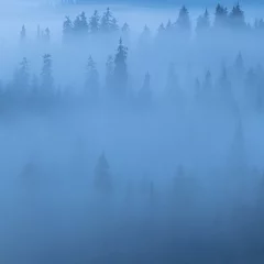 Foto auf Acrylglas Wald im Nebel Erstaunlicher nebeliger Tagkiefernhintergrund des Morgens. Silhouette von Kiefern. Geheimnisvolle Landschaft