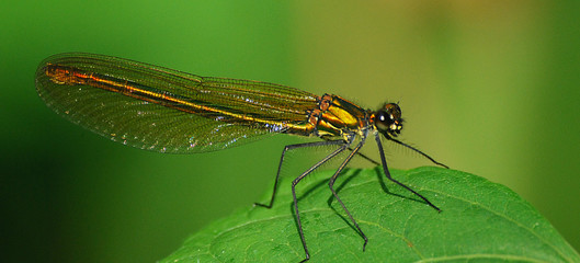 Libelle