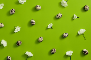 Quail eggs with flower top view. Green background.