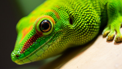 Phelsuma Grandis