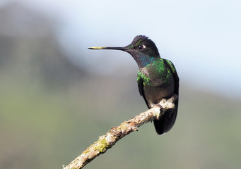 Violettkronbrillantkolibri (Talamancakolibri)