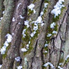 Relief texture of the brown bark of a tree with green moss on it. Texture of the bark of an old poplar with moss and snow.