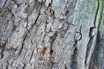 Rough textured bark of an old tree closeup for background.