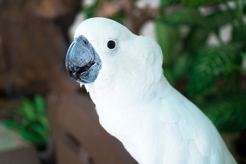 Portrait of beautiful white parrot Cockatoo, pretty bird, close up photo, looking at camera. Flying pet at home