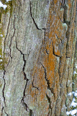 Obraz premium Rough textured bark of an old tree closeup for background.