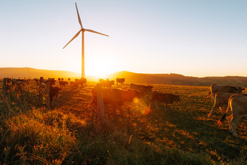 herd of cows grazing in wind turbine farm. Summer sunset. Concept of ecology and rural life © Alberto