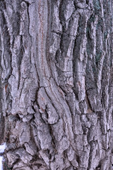 Tree bark texture full frame in nature. purple background