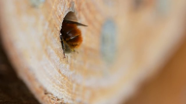 Insect hotel in early spring, male mason bee (Osmia cornuta) flying around searching for females in cavity nest.