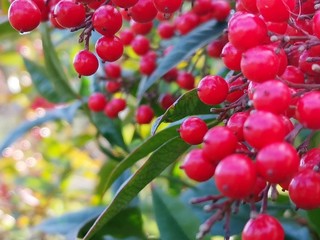 red pyracantha tree