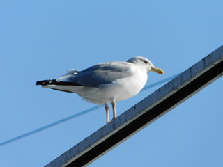 Fototapeta premium 水管橋に留まるセグロカモメ