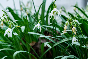 Snowdrop -Galanthus nivalis - Schneeglöckchen