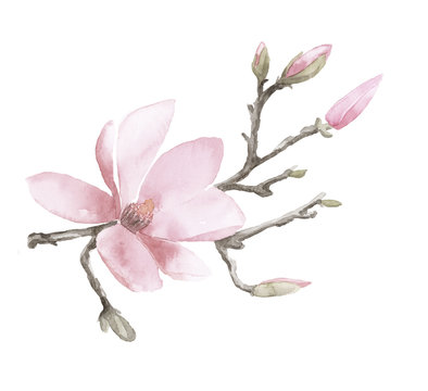 watercolor Magnolia Branch