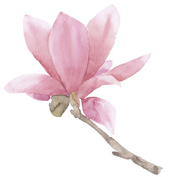watercolor Magnolia Blossom
