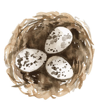 watercolor Nest with 3 eggs