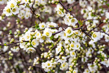 Blackthorn Blossom - Prunus spinosa - Schlehdorn
