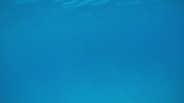 underwater humpback mother sleeping with curious calf / Comoros islands/ Moheli