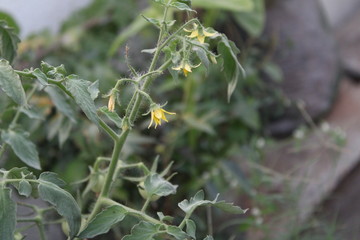 Tomato plant started flowering