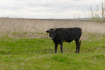 Young black and white calf grazes on a green lawn on a cloudy spring day