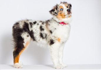 australian shepherd puppy stands sideways