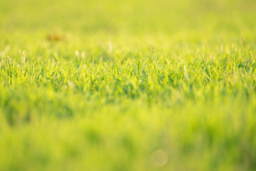 Closeup leaves of grass grows in the field with sunlight in sunny day
