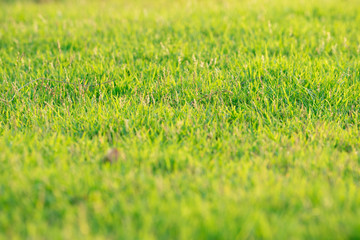 Closeup leaves of grass grows in the field with sunlight in sunny day