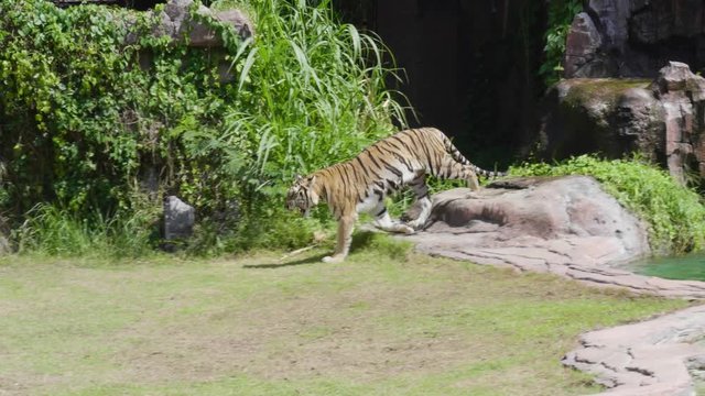 Tiger run into a house Amazing Animal Trick in Bali ZOO and Safari Indonesia 4k slowmotion