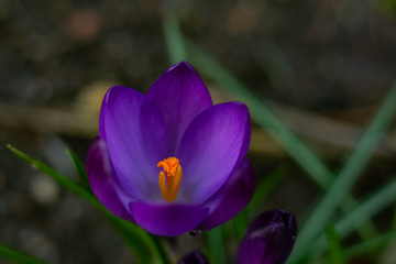 tulpen makro tulipa