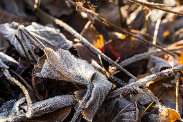 Frozen leaves maple on ground morning winter