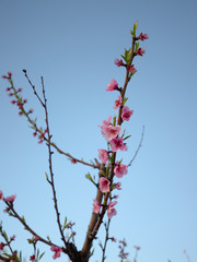  peach flowers fiori di pesco 