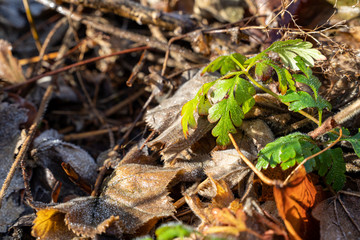 Frozen leaves maple on ground morning winter green
