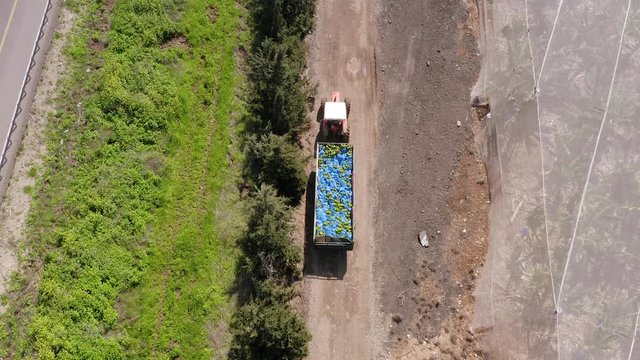 Ripe Bananas packed in blue plastic bags loaded on a Tracor trailer, Aerial view.
