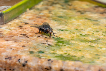 tiny insect from the microcosmo in a huge world