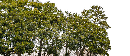 Landscape Trees Isoalted Photo