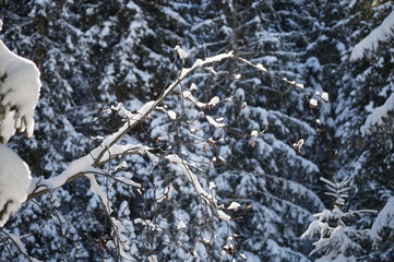 Ast in der Wintersonne