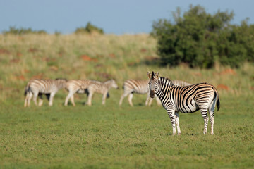 Fototapeta na wymiar Herd of plains zebras (Equus burchelli) in natural habitat, South Africa.