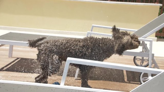 Lagotto romagnolo shake off water