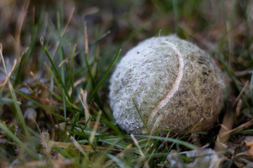 Tennis ball on grass