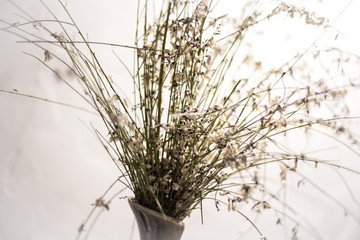 Obraz premium Heather in a vase on a white background