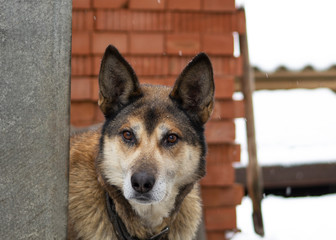 A large red-haired dog with ears peeking out from behind a fence. The dog can be seen collar. There's snow in the back.