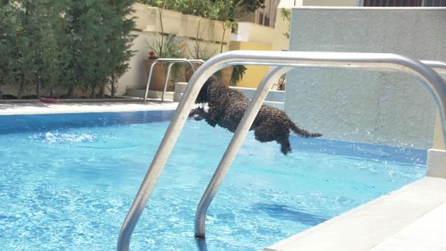Lagotto romagnolo jump to the pool for a ball-toy